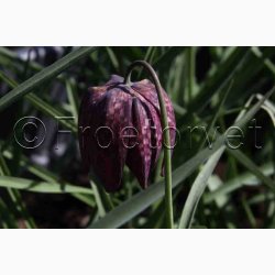 Fr - Fritillaria Meleagris- Vibeg (Min. 30 fr)