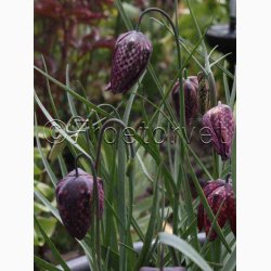 Fr - Fritillaria Meleagris- Vibeg (Min. 30 fr)
