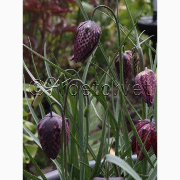 Fr - Fritillaria Meleagris- Vibeg (Min. 30 fr)