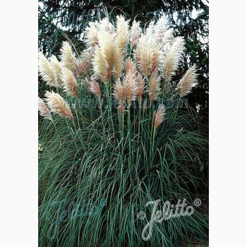 Prydgrs fr Cortaderia selloana- Pampasgrs (40 fr)