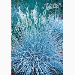 Prydgrs fr Festuca Glauca Blue Select-Bjrnegrs (30 fr)