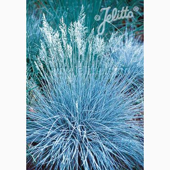Prydgrs fr Festuca Glauca Blue Select-Bjrnegrs (30 fr)