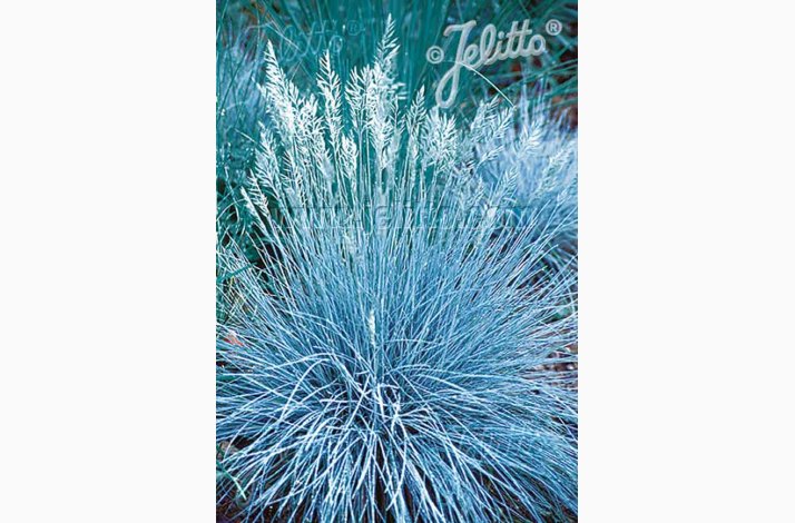 Prydgrs fr Festuca Glauca Blue Select-Bjrnegrs (30 fr)