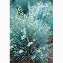 Prydgrs fr Festuca Glauca Blue Select-Bjrnegrs (30 fr)