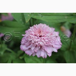 Blomsterfr, Zinnia elegans Zinderella Lilac  - Frkenhat (25 fr +10 fr)