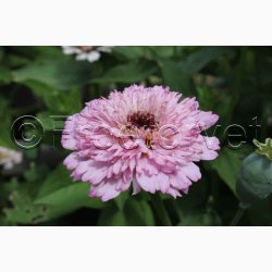 Blomsterfr, Zinnia elegans Zinderella Lilac  - Frkenhat (25 fr +10 fr)