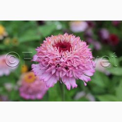 Blomsterfr, Zinnia elegans Zinderella Lilac  - Frkenhat (25 fr +10 fr)
