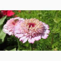 Blomsterfr, Zinnia elegans Zinderella Lilac  - Frkenhat (25 fr +10 fr)