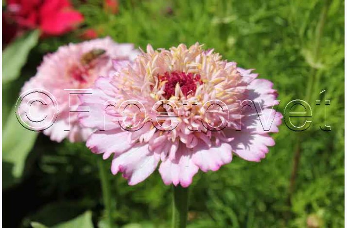 Blomsterfr, Zinnia elegans Zinderella Lilac  - Frkenhat (25 fr +10 fr)