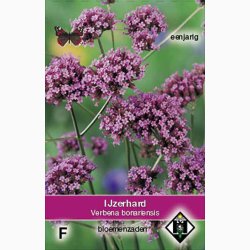Blomsterfr Verbena bonariensis - Kmpejernurt (ca. 150 fr)