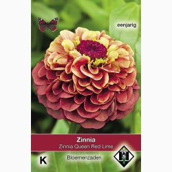 Blomsterfr, Zinnia elegans Queen Red Lime - Frkenhat (ca. 35 fr)