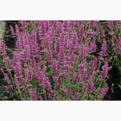 Blomsterfr Agastache hybrida Arcado Pink (ca. 150 fr)