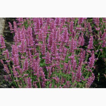 Blomsterfr Agastache hybrida Arcado Pink (ca. 150 fr)
