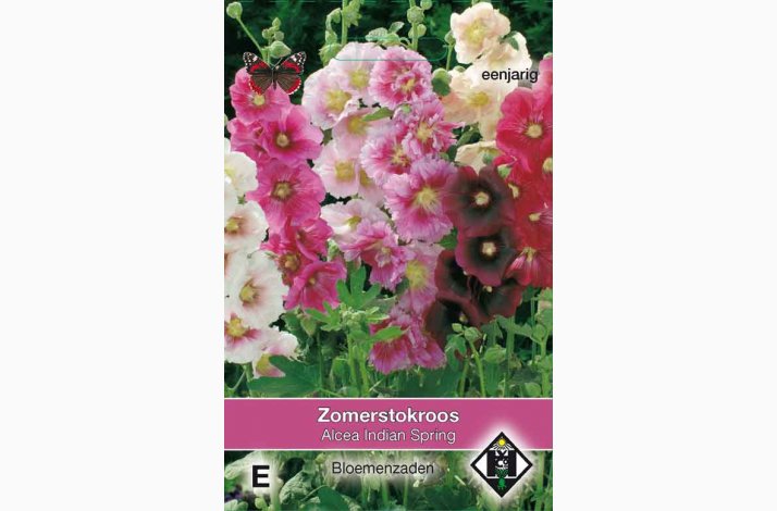 Stokrose- Alcea rosea annua Indian Spring - Stokrose
