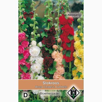 Stokrose - Alcea Rosea Plena Charters Double - Stokrose (ca. 60 fr)