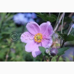 Fr, Anemone Japonica Rose Beauty - Hstanemone (25 fr)