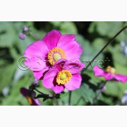 Fr, Anemone Japonica Rose Beauty - Hstanemone (25 fr)