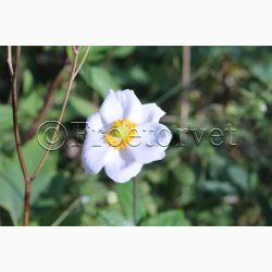 Fr, Anemone Japonica Rose Beauty - Hstanemone (25 fr)