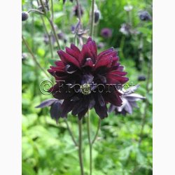 Blomsterfr Aquilegia vulgaris Black Barlow -Akeleje (40 fr)