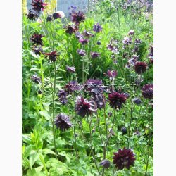 Blomsterfr Aquilegia vulgaris Black Barlow -Akeleje (40 fr)