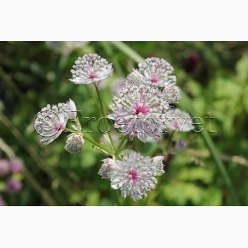 Astrantia Major-Stjerneskrm (15 fr)