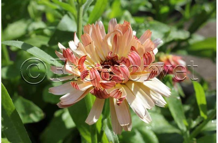 Blomsterfr Morgenfrue Calendula officinalis Touch of Red Buff - Morgenfrue