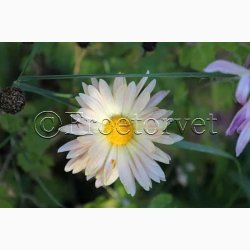 Chrysanthemum Indicum SPERLIs Miks - Krysantemum - Vinterasters