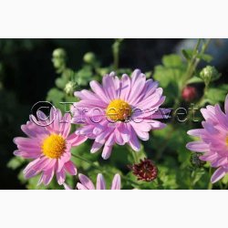 Chrysanthemum Indicum SPERLIs Miks - Krysantemum - Vinterasters