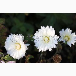 Chrysanthemum Indicum SPERLIs Miks - Krysantemum - Vinterasters