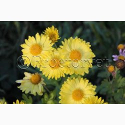 Chrysanthemum Indicum SPERLIs Miks - Krysantemum - Vinterasters