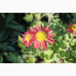 Chrysanthemum Indicum SPERLIs Miks - Krysantemum - Vinterasters