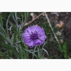 Blomsterfr Centaurea cyanus Classic Magic- Kornblomst (ca. 150 fr)