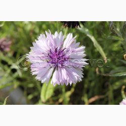 Blomsterfr Centaurea cyanus Classic Magic- Kornblomst (ca. 150 fr)