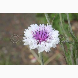 Blomsterfr Centaurea cyanus Classic Magic- Kornblomst (ca. 150 fr)