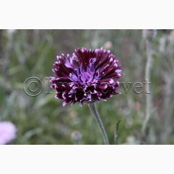 Blomsterfr Centaurea cyanus Classic Magic- Kornblomst (ca. 150 fr)
