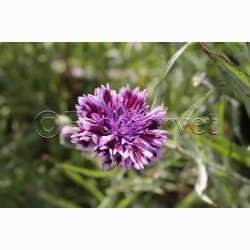Blomsterfr Centaurea cyanus Classic Magic- Kornblomst (ca. 150 fr)