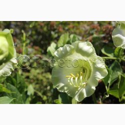 Cobaea scandens alba- Klokkeranke (ca.15 fr)