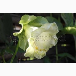 Cobaea scandens alba- Klokkeranke (ca.15 fr)