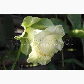 Cobaea scandens alba- Klokkeranke (ca.15 fr)