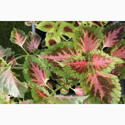 Coleus - Solenostemon scutellarioides Wizard Mix - Paletblad