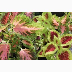 Coleus - Solenostemon scutellarioides Wizard Mix - Paletblad