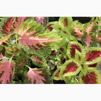 Coleus - Solenostemon scutellarioides Wizard Mix - Paletblad