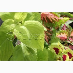 Coleus - Solenostemon scutellarioides Wizard Mix - Paletblad