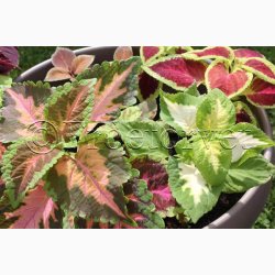 Coleus - Solenostemon scutellarioides Wizard Mix - Paletblad