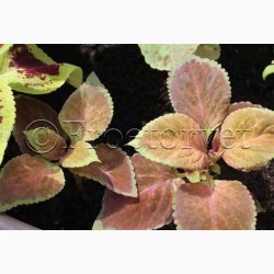 Coleus - Solenostemon scutellarioides Wizard Mix - Paletblad