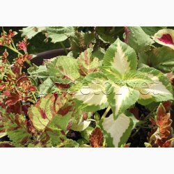 Coleus Rainbow Mix - Paletblad (min. 30 fr)