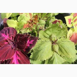Coleus Rainbow Mix - Paletblad (min. 30 fr)