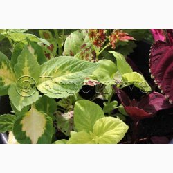Coleus Rainbow Mix - Paletblad (min. 30 fr)