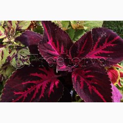 Coleus Rainbow Mix - Paletblad (min. 30 fr)