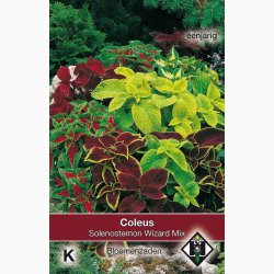Coleus - Solenostemon scutellarioides Wizard Mix - Paletblad